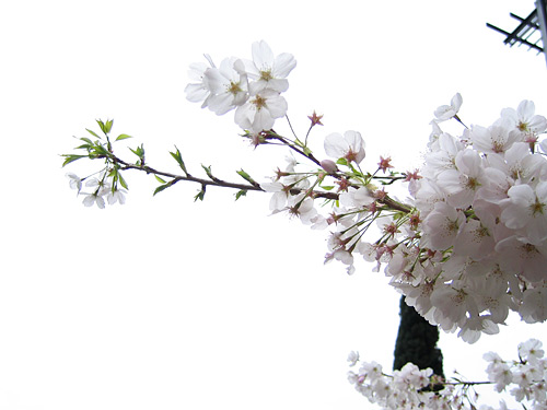 [cherry blossoms]