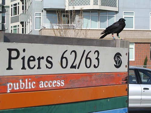 [Crow perched on Pier 62/63 sign]